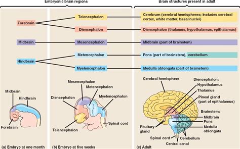 Embryonic brain Regions & Brain Structures present in adult Diagram ...