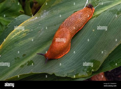 Common garden slug 'Arion ater agg.' Stock Photo - Alamy