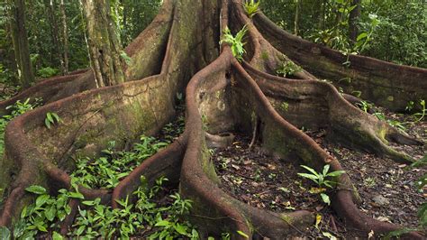 tree roots | Terrarien, Landschaft, Wald