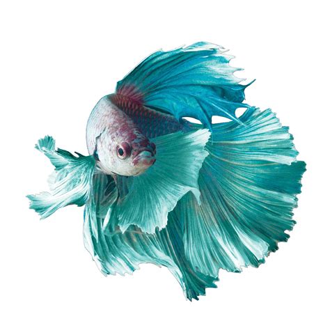 Betta's. AKA The most easiest fish | Pets Amino