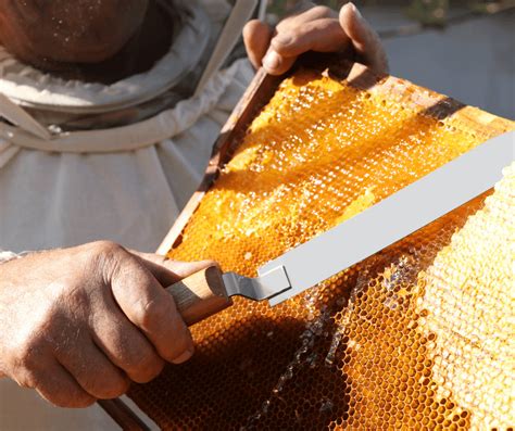 Honey Extraction: How To Safely Harvest From A Beehive - The Beekeeping Guy