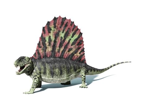 Dimetrodon, Artwork Digital Art by Leonello Calvetti - Fine Art America