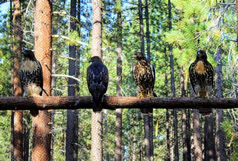 Lake Tahoe Wildlife | Wildlife of the Lake Tahoe Basin