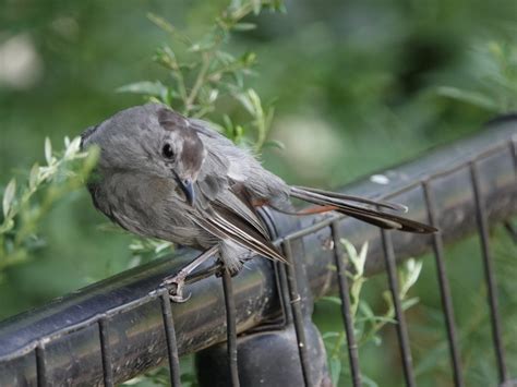 Catbird – Backyard and Beyond