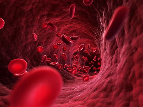 3d rendered illustration - blood cells | Heart and Health Medical