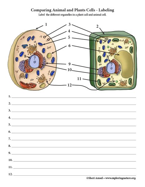 Labeled Plant And Animal Cells