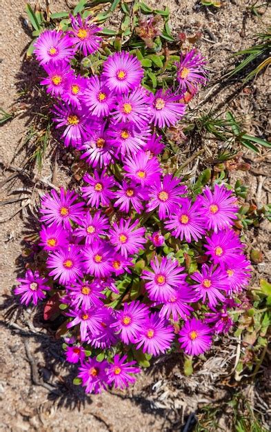 Premium Photo | Purple Vygies Mesembryanthemums in Table Mountain National Park