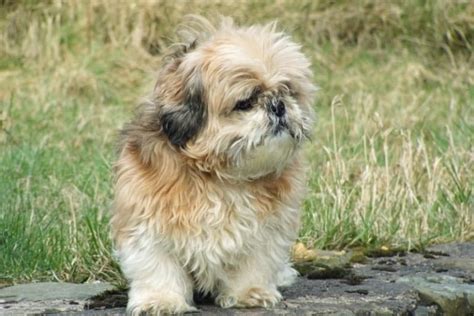 Rescue Shih Tzu for Adoption. Boost the Pooches! | Furever Network