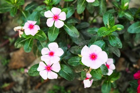 Catharanthus Roseus, Beautiful Little Biscuit Flower of Bangladesh Flowers Garden Stock Photo ...