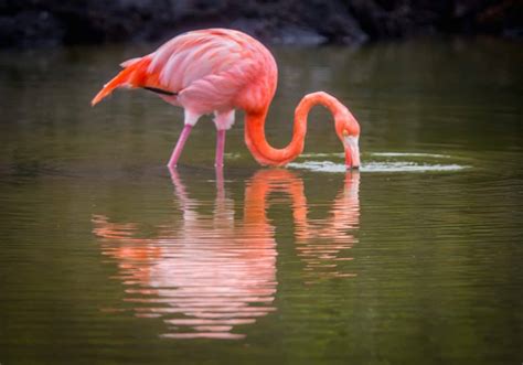 30 Amazing Galapagos Islands Animals