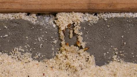 Termites in Furniture: How’d They Get There and How to Get Rid of Them ...