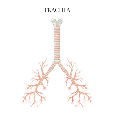 Trachea Diagram Prints Medical Education Chart Poster Doctor Office ...