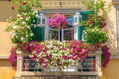 Hanging plants for the balcony: our top 13 - Plantura