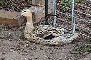 Category:Colours and patterns of Fancy Fowl - Wikimedia Commons