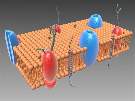 3d model cell membrane | Cell membrane, Cell membrane structure, 3d cell