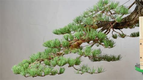 Cascade Style Bonsai Timelapse - YouTube