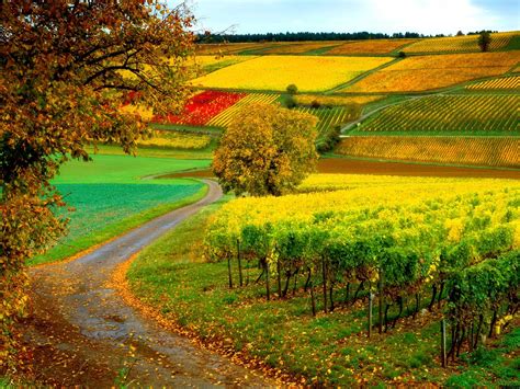 Vineyard Wallpapers - Wallpaper Cave