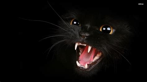 Black Cat Background (65+ images)