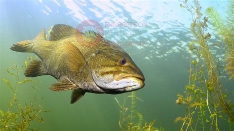 Largemouth Bass Underwater