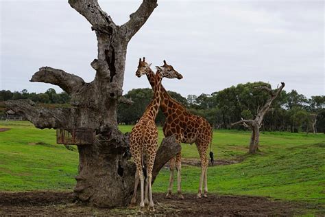 Werribee Open Range Zoo: All You Need to Know BEFORE You Go