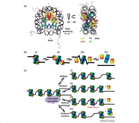 Overcoming the nucleosome barrier during transcript elongation: Trends in Genetics