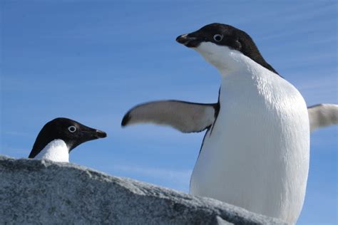 HAPPY FEET III: ADÉLIE Penguin Population is Actually on the Rise ...