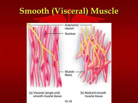 PPT - The Muscular System PowerPoint Presentation, free download - ID ...