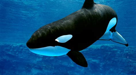 Beloved killer whale at SeaWorld dies suddenly | Fox News