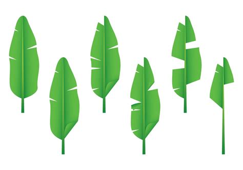 Realistic Banana Leaf Vectors 103182 Vector Art at Vecteezy