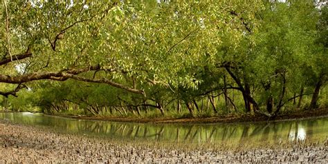 How the loss of mangrove forests increase Bangladesh’s vulnerability to climate change | FairPlanet