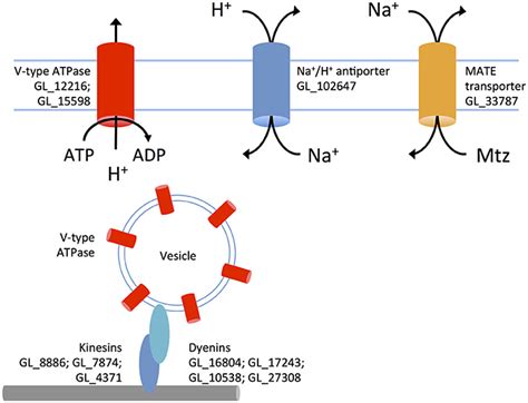 Metronidazole Mechanism Of Action