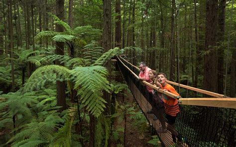 Award-winning Tree Walk In Rotorua | Daytime Treewalk™