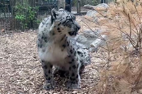 3 snow leopards killed by COVID-19 at Lincoln Children’s Zoo