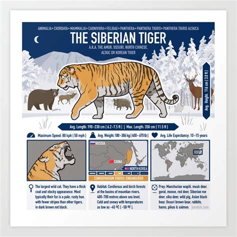 Siberian Tiger Hunting Bear