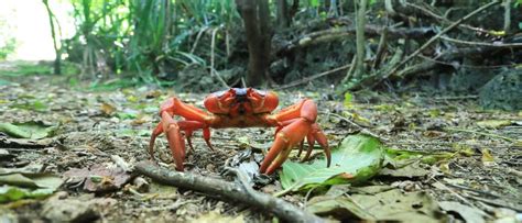 Christmas Island Red Crab - A-Z Animals