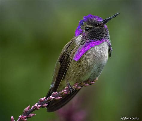 Costa's Hummingbird, Wings of the Tropics, Fairchild Tropical Botanic Garden. | Beautiful birds ...