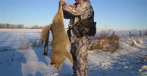 Coyote hunting trips - BookYourHunt.com