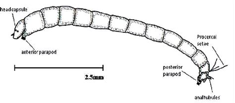 Figure 1 from Identification and Description of Chironomidae Larvae in Lentic Habitats of ...