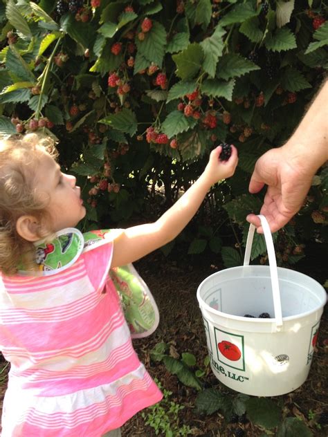 Team Bowen: Blackberry Picking