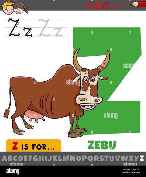 letter Z from alphabet with cartoon zebu animal character Stock Vector Image & Art - Alamy