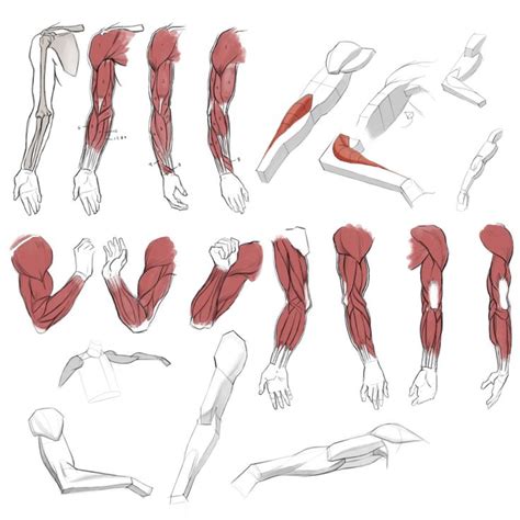 Muscle Arm Drawing at GetDrawings | Free download