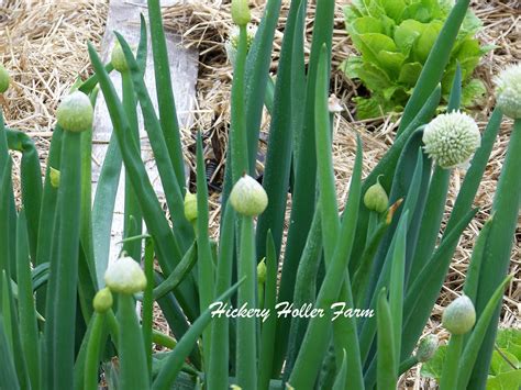 Hickery Holler Farm: Green Onion Seeds