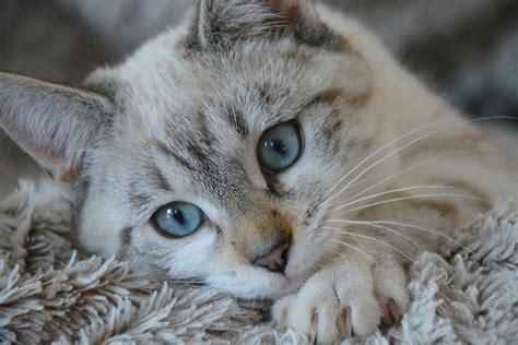 The Cat Breeds That Have Blue Eyes | PetCareRx