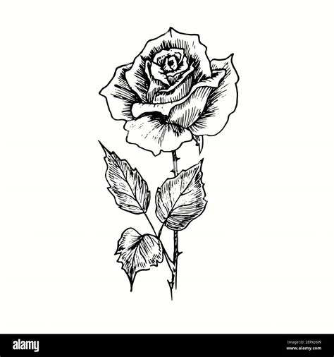 Hand drawn rose flower on stem. Ink black and white drawing Stock Photo - Alamy