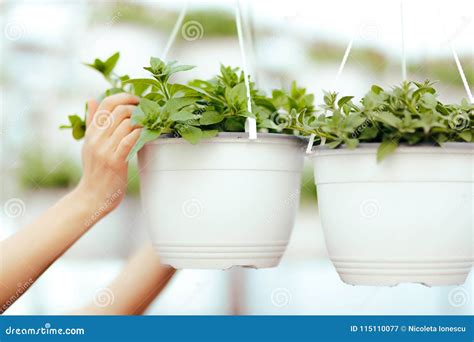 Greenhouse Worker Hands Caring for Plants Stock Image - Image of ...