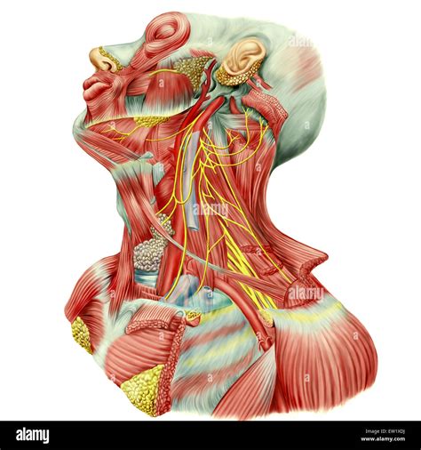 Detailed dissection view of human neck showing ansa cervicalis Stock Photo, Royalty Free Image ...