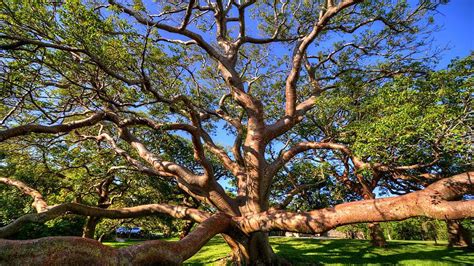 Gumbo Limbo – Parkland Falls Nursery