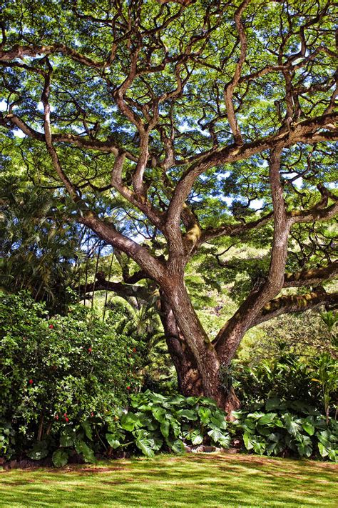 Majestic Tree Photograph by Marcia Colelli | Fine Art America