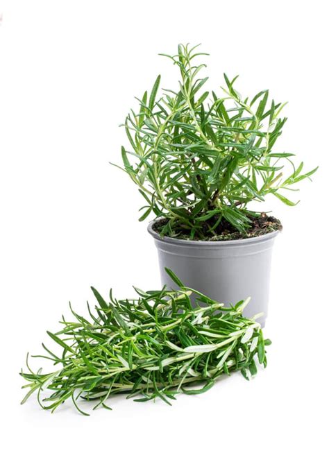 Rosemary Plants: How To Grow, Harvest & Use Them (2022)