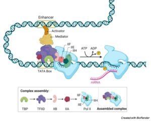 RNA Polymerase: Function, Types & Definition I ResearchTweet